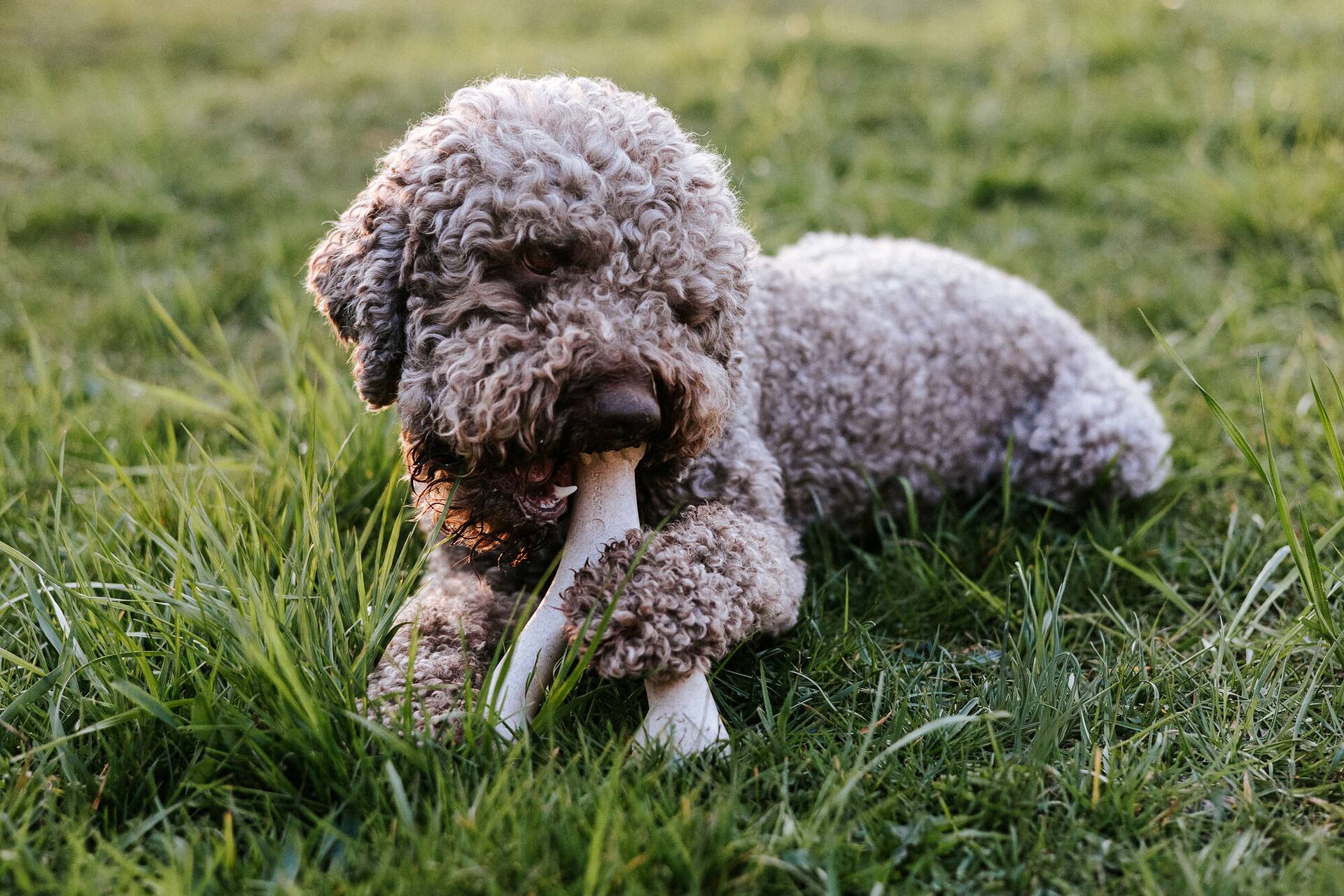 A brown Lagotto Romagnolo lying in long grass at golden hour, holding a D-Bone Wishbone chew between its paws.