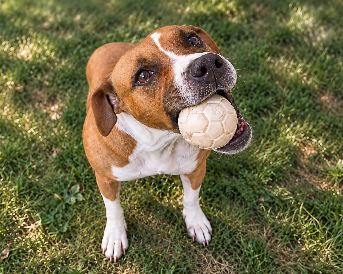 A dog enjoying a D-Bone ball — a page from our story